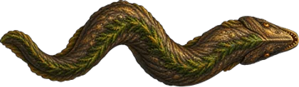 Moreia-casca